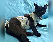 Черная кошка - пантера, стерилизованная Уфа
