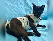 Черная кошка - пантера, стерилизованная Уфа