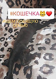 Кошечка ищет любящую семью Ростов-на-Дону