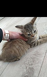 Котята в добрые руки Новосибирск
