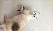 Ищет хозяина тайский котик Тэо Новосибирск