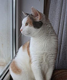 Кошка-китаянка) ищет дом (стерилизована) Ульяновск