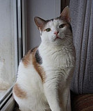 Кошка-китаянка) ищет дом (стерилизована) Ульяновск