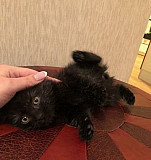 Котёнок "Черная молния" Рязань