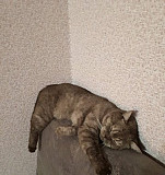 Вязка британский котик Краснодар