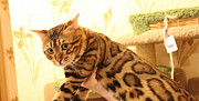 Бенгальский кот на вязку Домодедово