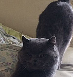 Британский кот на вязки Мурино