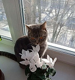 Кошка Новосибирск