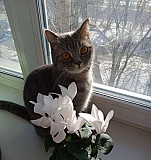 Кошка Новосибирск