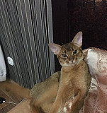 Вязка с Абиссинским котом Брянск