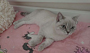 Шотландский прямоухий котенок-девочка белая с сере Видное
