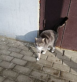 Кошечка, стерилизованная, молодая, лаковая Белгород