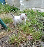 Кошечка ) котенок Томск