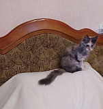 Котята мейн-кун Симферополь