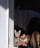 3 котейки в добрые руки Севастополь