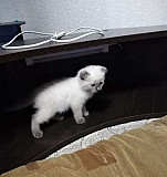 Котёнок Каменск-Уральский
