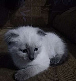 Котёнок Каменск-Уральский