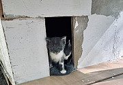 Бездомные красивые котята Новочеркасск