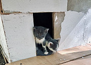 Бездомные красивые котята Новочеркасск