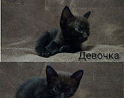 Кошка Новороссийск