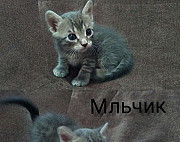 Кошка Новороссийск
