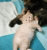 Рыжий котик с голубыми глазками 1.5 месяца Одинцово