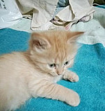 Рыжий котик с голубыми глазками 1.5 месяца Одинцово