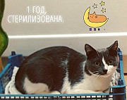 Молодая кошка в дар Саранск