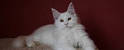 Котятки мейн куна, рыжая кошка и белые коты Краснодар
