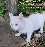 Кошка Моршанск