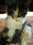 Котята от Сибирской кошки Тверь