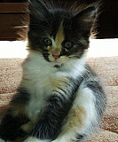 Котята от Сибирской кошки Тверь