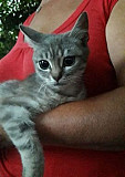 Кошка карликовая Белгород