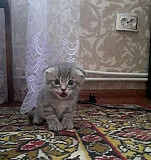 Кошка Ижевск