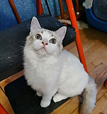 Кошка Тольятти