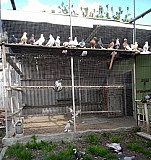 Узбекские голуби Новый Оскол