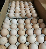Импортное инкубационное яйцо с августа 2020 Г Волжский