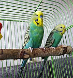 Волнистые попугаи Старая Русса