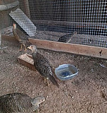 Продам фазанов Нелидово