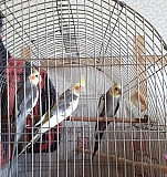 Попугаи Будённовск