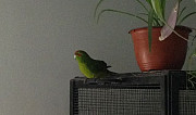 Прыгающий попугай какарик Гуково