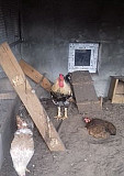Инкубац яйца и цыплята взрослые куры и семья Брянск