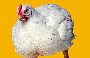 Цыплята - Бройлер быстрорастущий Старый Оскол