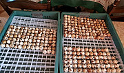 Инкубационное яйцо перепелов : Белый техас,Фараон Крым