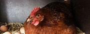 Курицы несушки годовалые Сигаево