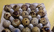 Яйца перепелиные Подольск