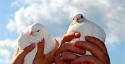 Белые голуби для выпуска в небо Ростов-на-Дону