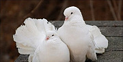 Белые голуби для выпуска в небо Ростов-на-Дону