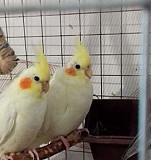 Попугай карелла Альметьевск