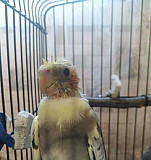 Попугай Таганрог